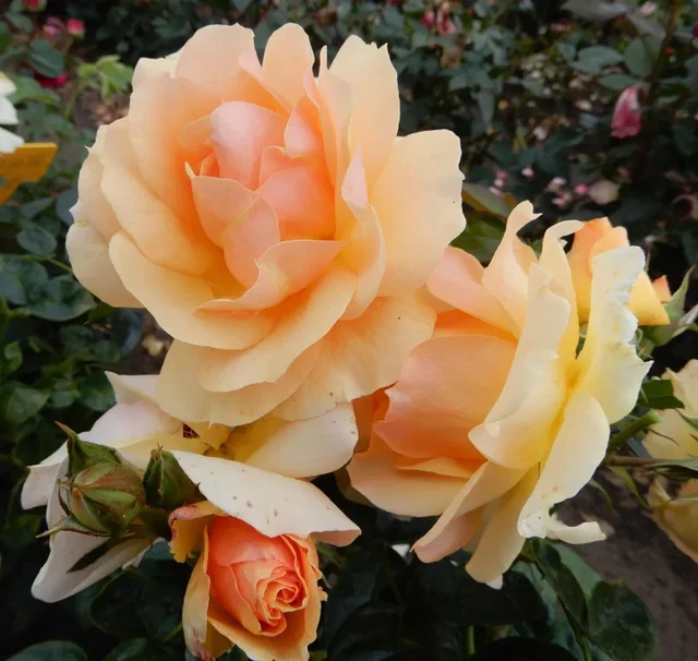 Rosa Hansestadt Rostock (Trosroos Abrikooskleur)