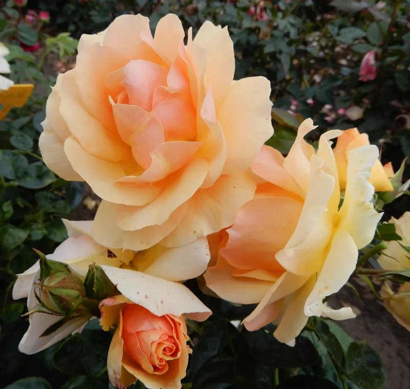 Rosa Hansestadt Rostock (Trosroos Abrikooskleur)