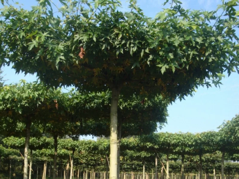 Liquidambar st. Worplesdon dakvorm (Dakamberboom)-8