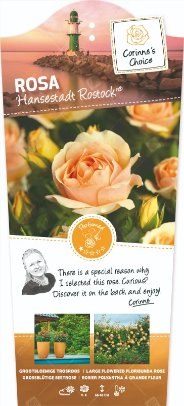 Rosa Hansestadt Rostock (Trosroos Abrikooskleur)-3
