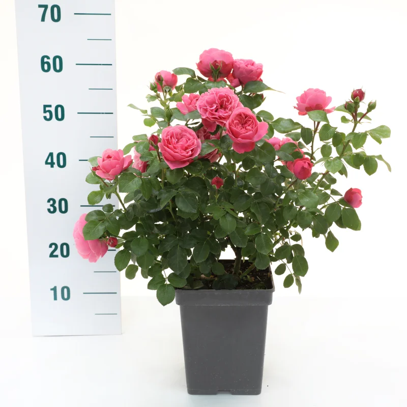 Rosa Leonardo da Vinci (Trosroos Roze)-1