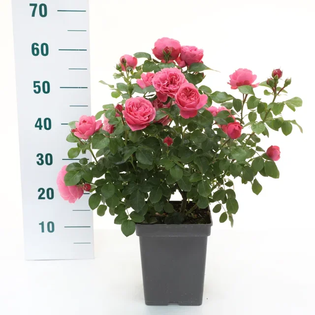 Rosa Leonardo da Vinci (Trosroos Roze)