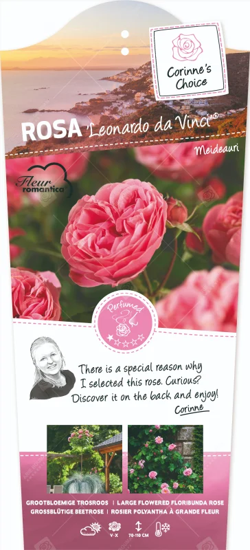 Rosa Leonardo da Vinci (Trosroos Roze)-3