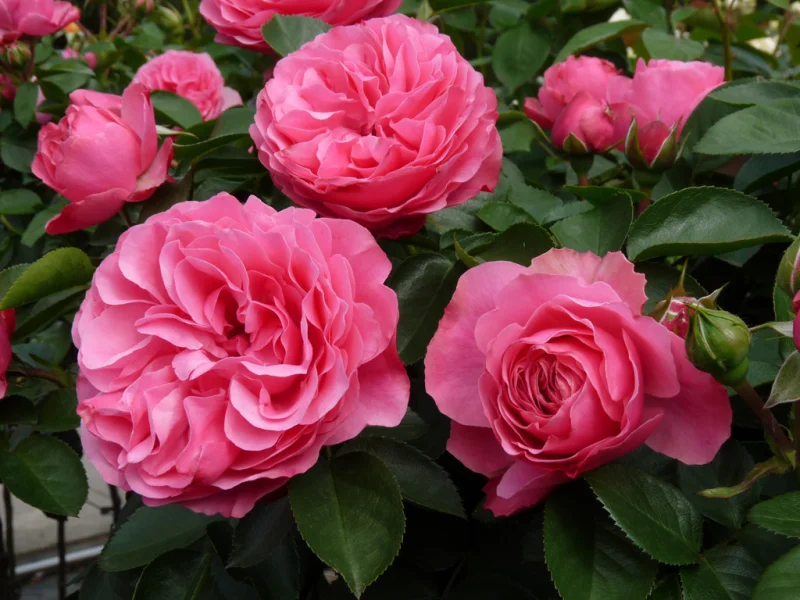 Rosa Leonardo da Vinci (Trosroos Roze)-5