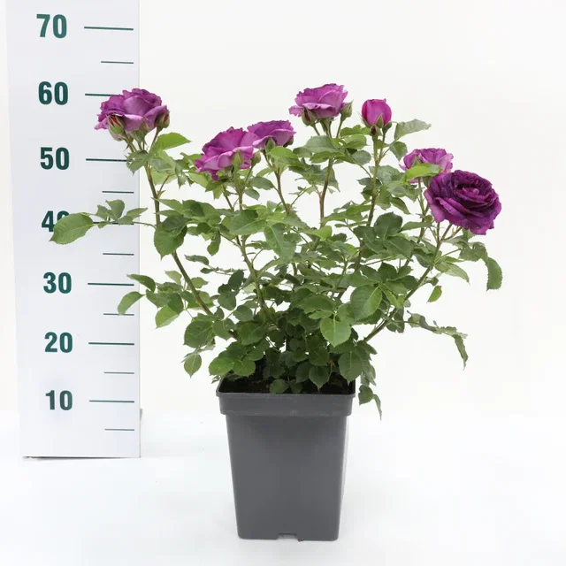 Rosa Minerva (Trosroos Paars)