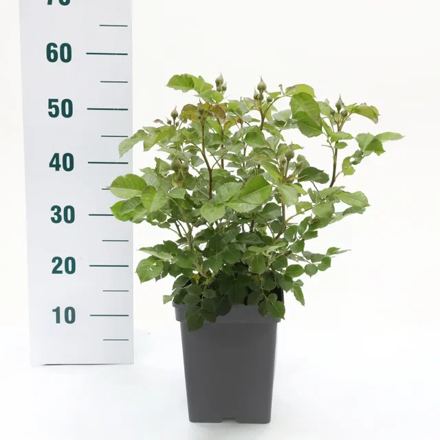 Rosa Minerva (Trosroos Paars)