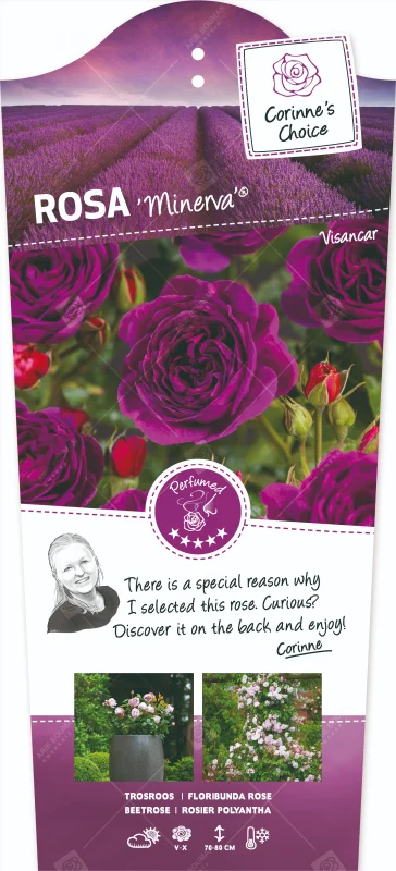 Rosa Minerva (Trosroos Paars)-3