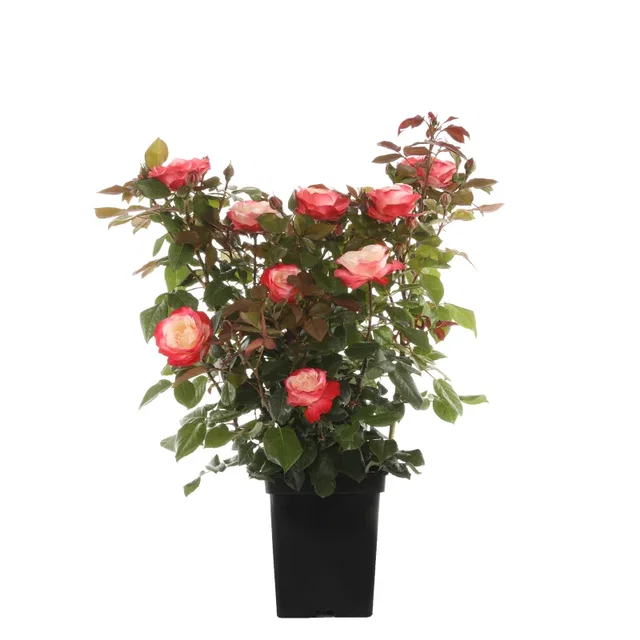 Rosa Nostalgie (Trosroos Roodwit)