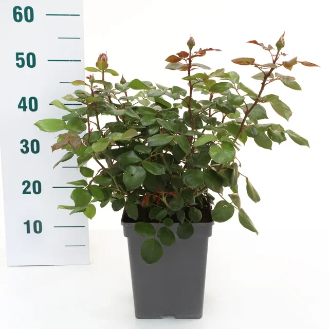 Rosa Nostalgie (Trosroos Roodwit)