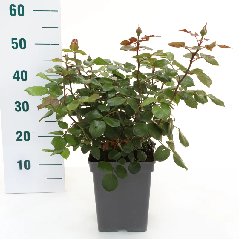 Rosa Nostalgie (Trosroos Roodwit)