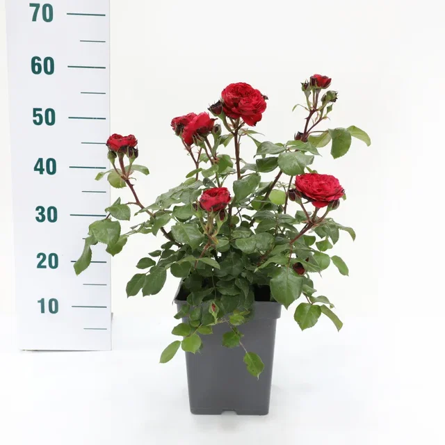 Rosa Red Leonardo da Vinci (Trosroos Rood)