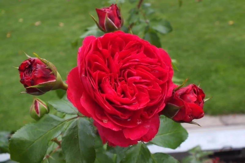 Rosa Red Leonardo da Vinci (Trosroos Rood)-3