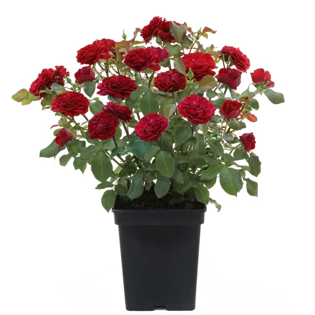 Rosa Red Meilove (Trosroos Donkerrood)