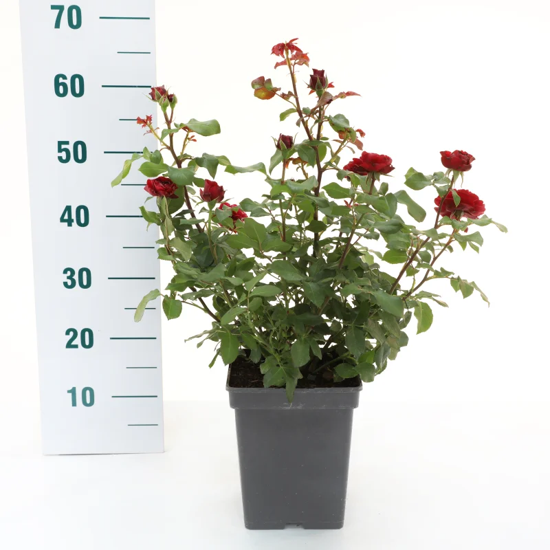 Rosa Red Meilove (Trosroos Donkerrood)-3
