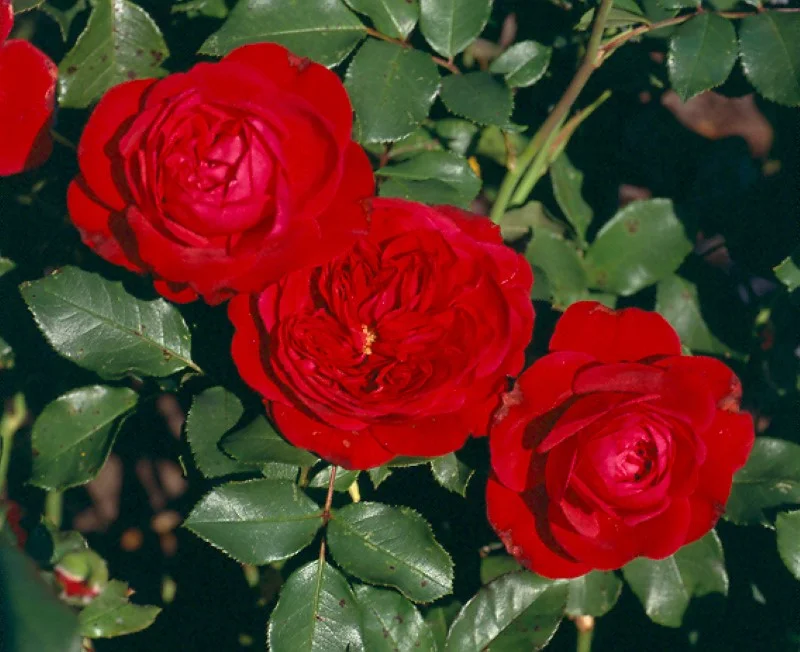 Rosa Red Meilove (Trosroos Donkerrood)-4