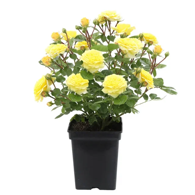 Rosa Yellow Meilove (Trosroos Geel)