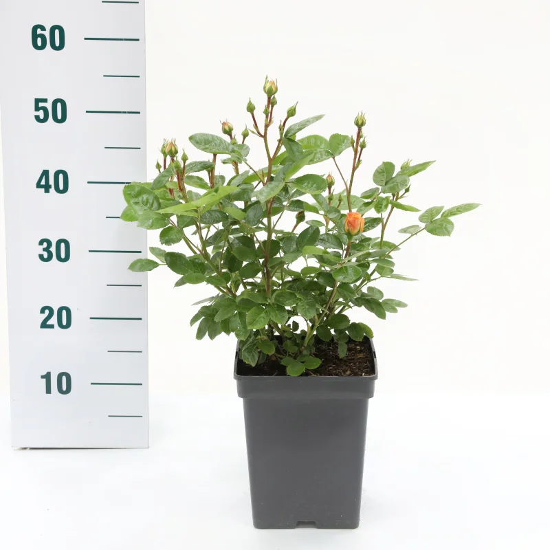 Rosa Yellow Meilove (Trosroos Geel)-2