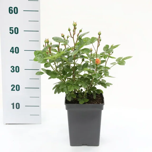 Rosa Yellow Meilove (Trosroos Geel)