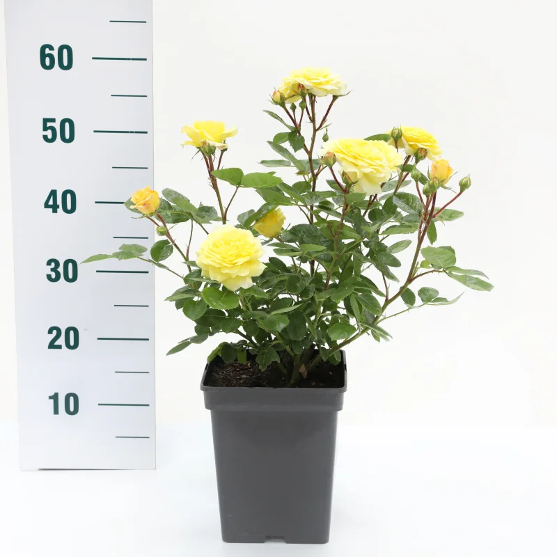 Rosa Yellow Meilove (Trosroos Geel)-3