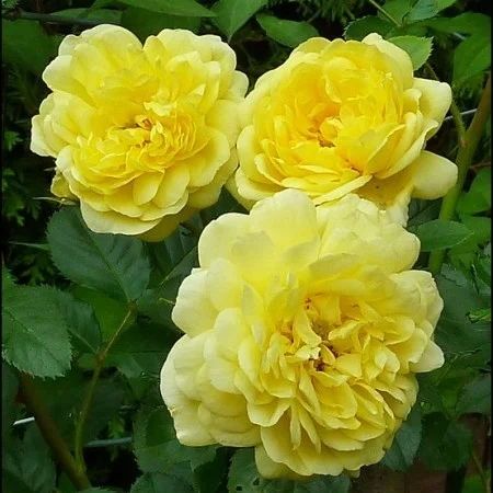 Rosa Yellow Meilove (Trosroos Geel)-4