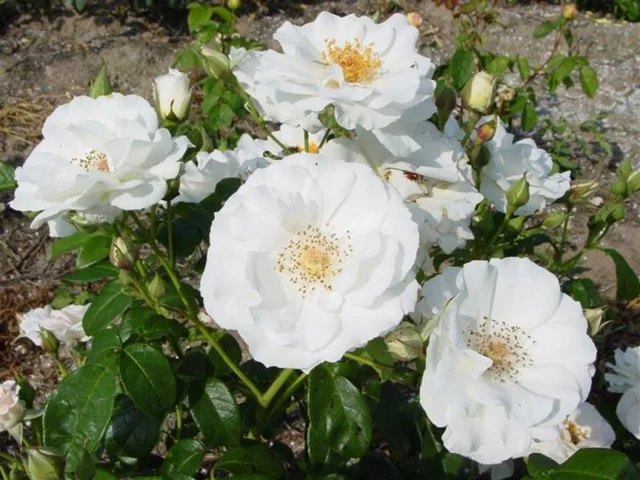Rosa Schneewittchen (Trosroos Wit)-3