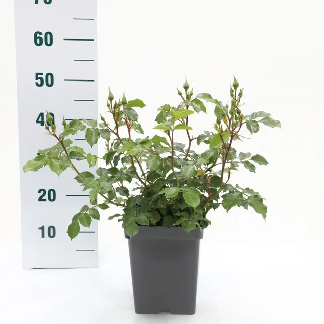 Rosa White Meilove (Trosroos Crèmewit)