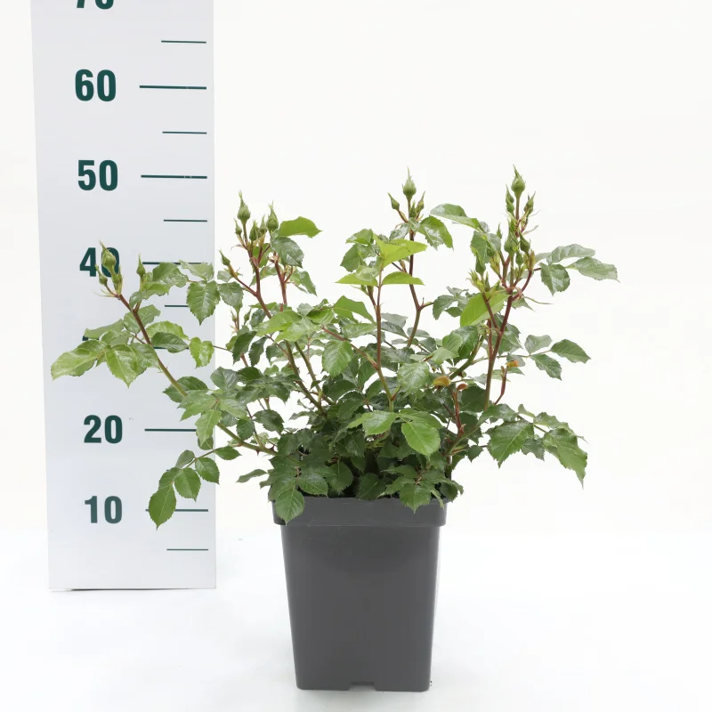 Rosa White Meilove (Trosroos Crèmewit)