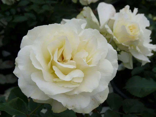 Rosa White Meilove (Trosroos Crèmewit)