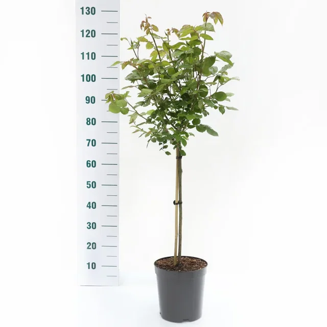Rosa Annapurna