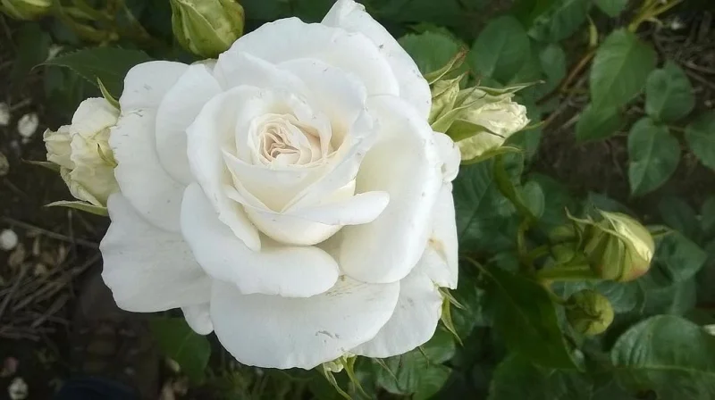 Rosa Annapurna-2