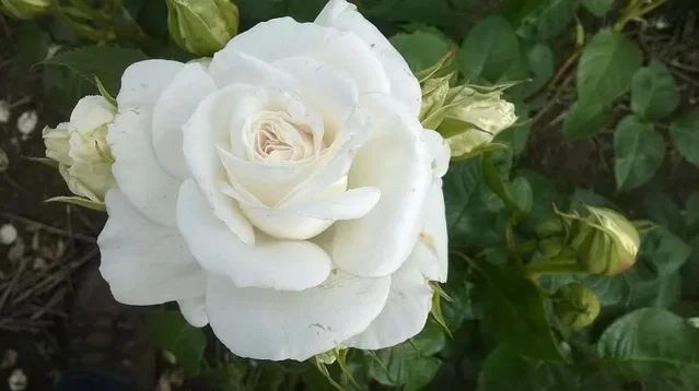 Rosa Annapurna