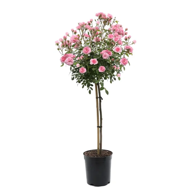Rosa Bonica
