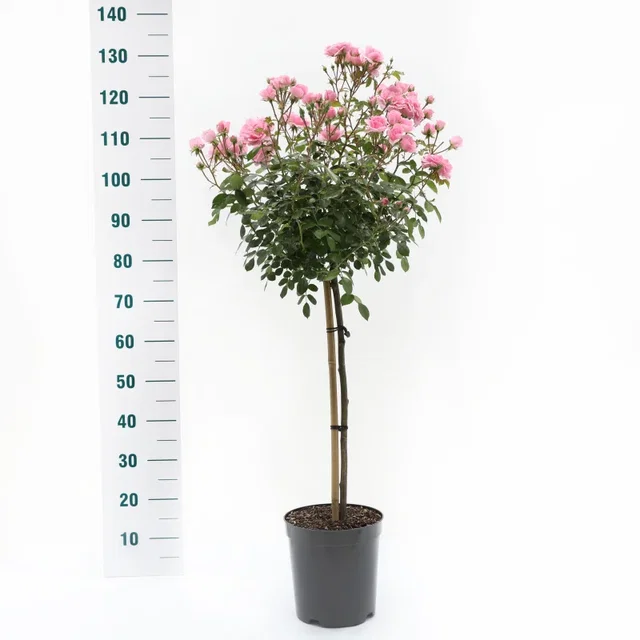 Rosa Bonica