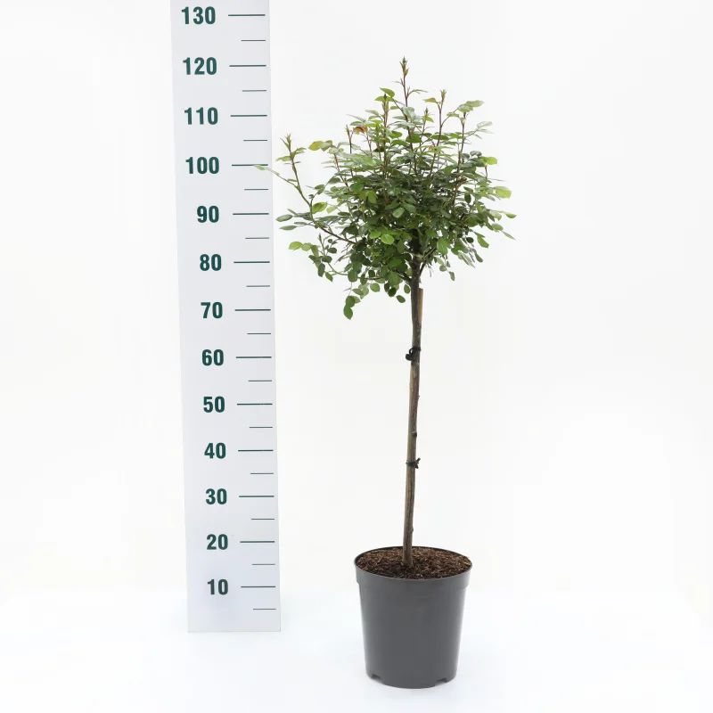 Rosa Bonica-3