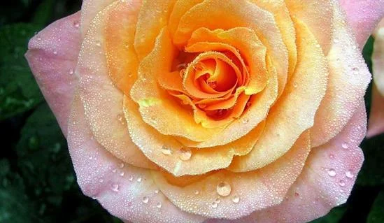 Rosa 'Britannia'-3