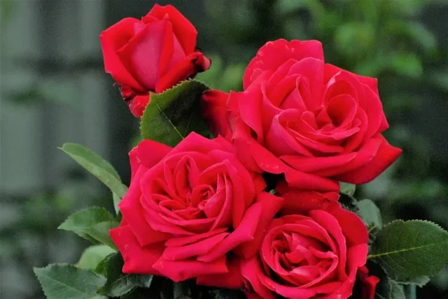 Rosa Dame de Coeur
