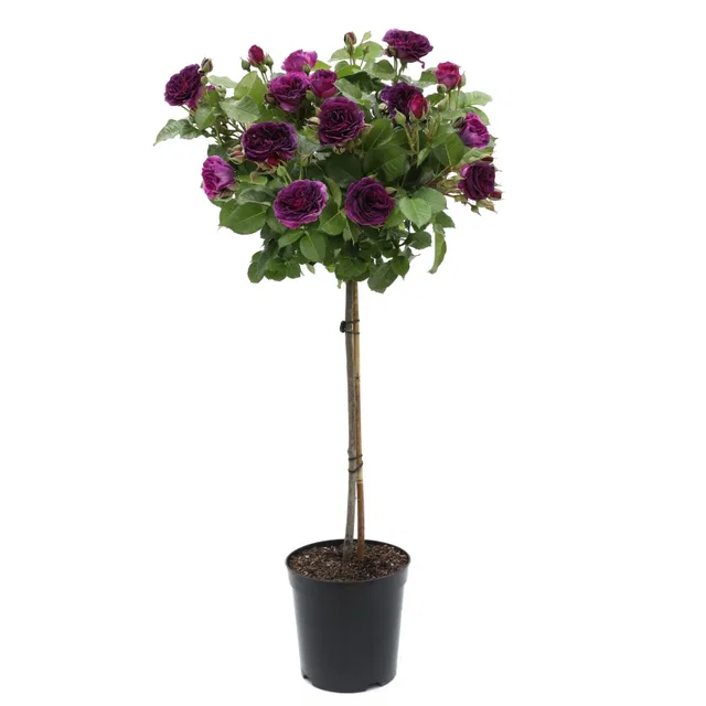 Rosa Minerva