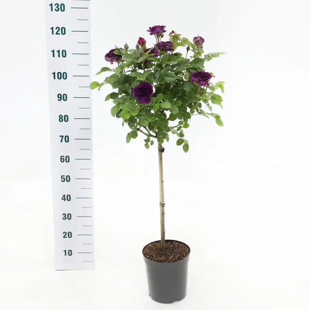 Rosa Minerva