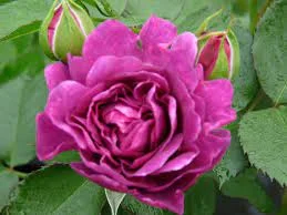 Rosa Minerva-3