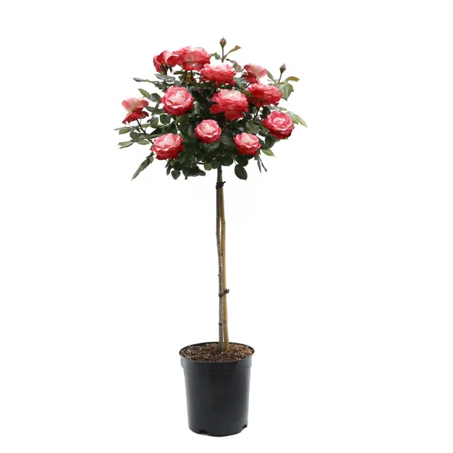 Rosa Nostalgie