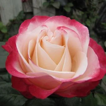 Rosa Nostalgie-3