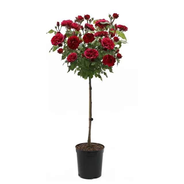 Rosa Red Meilove