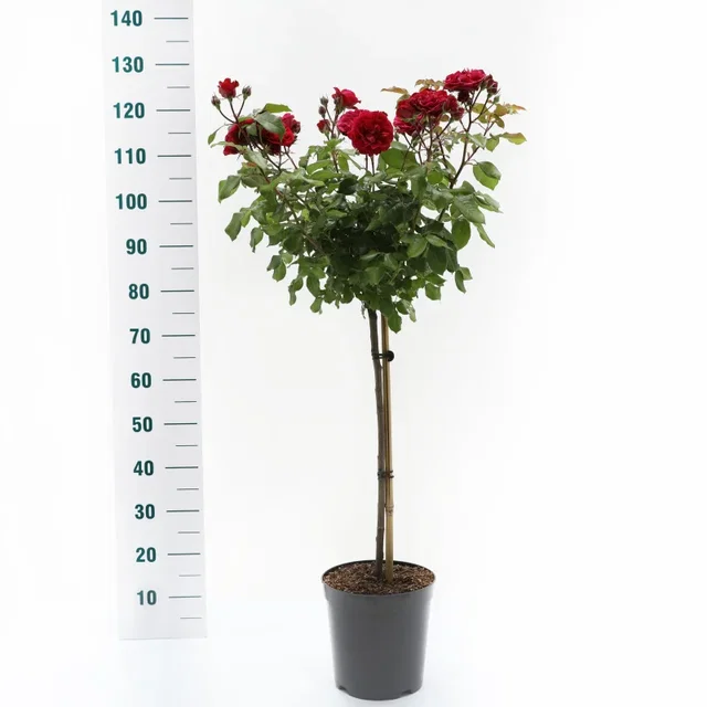 Rosa Red Meilove