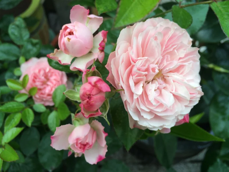 Rosa Rose Meilove-3