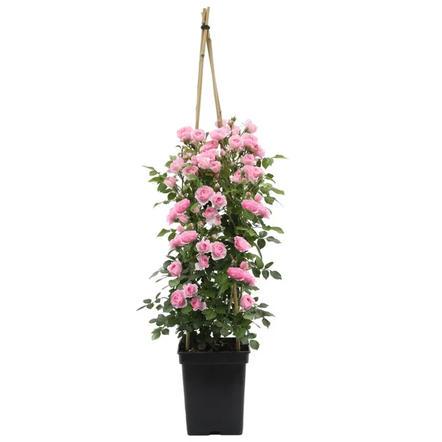 Rosa Climbing Bonica