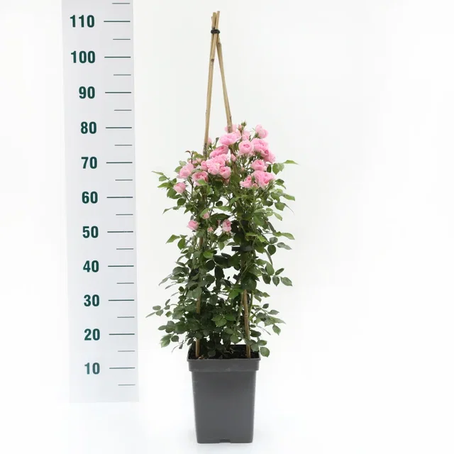 Rosa Climbing Bonica