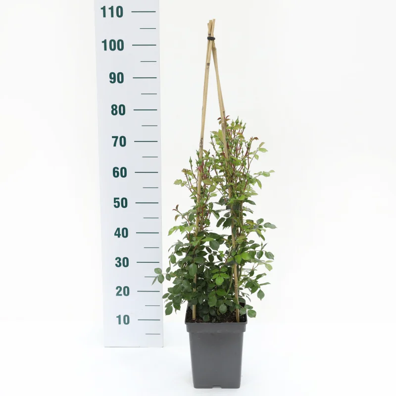Rosa Climbing Bonica-3