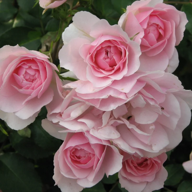 Rosa Climbing Bonica-4
