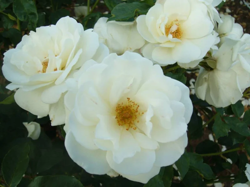 Rosa Climbing Iceberg-3