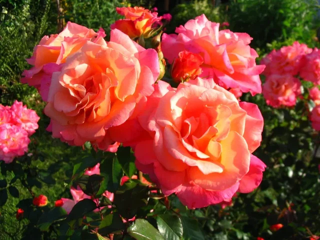 Rosa Freisinger Morgenrote